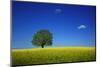 Oak in a Blossoming Rape Field Near Ottendorf-Uwe Steffens-Mounted Photographic Print