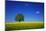 Oak in a Blossoming Rape Field Near Ottendorf-Uwe Steffens-Mounted Photographic Print