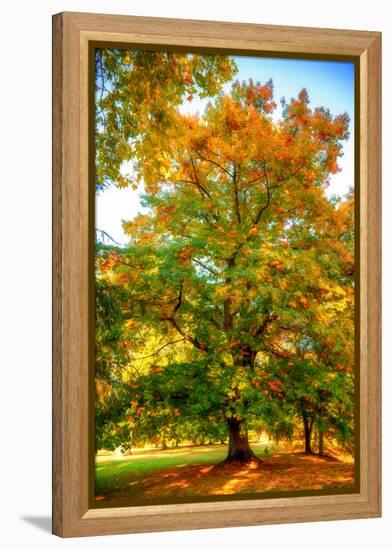 Oak in autumn-Philippe Sainte-Laudy-Framed Premier Image Canvas