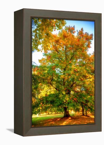 Oak in autumn-Philippe Sainte-Laudy-Framed Premier Image Canvas