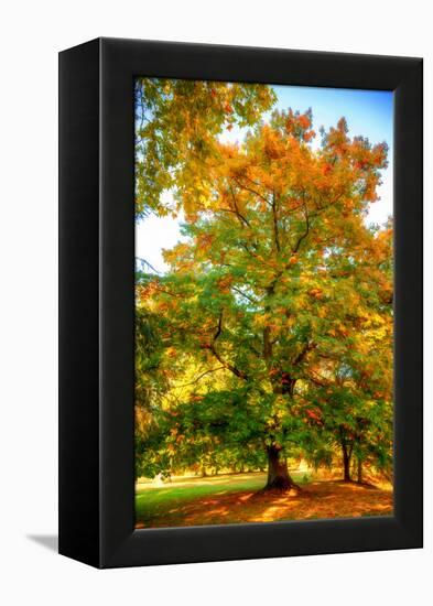 Oak in autumn-Philippe Sainte-Laudy-Framed Premier Image Canvas