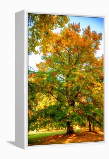 Oak in autumn-Philippe Sainte-Laudy-Framed Premier Image Canvas