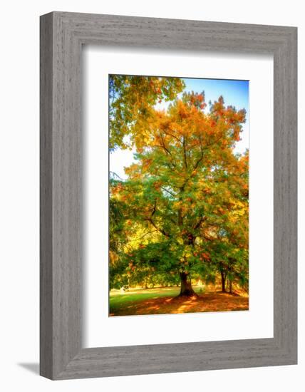 Oak in autumn-Philippe Sainte-Laudy-Framed Photographic Print