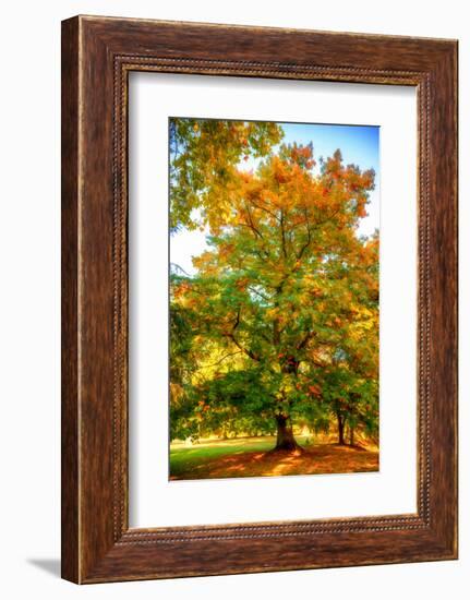 Oak in autumn-Philippe Sainte-Laudy-Framed Photographic Print