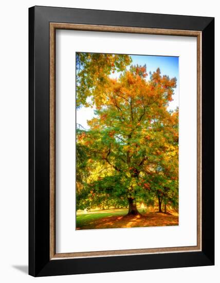Oak in autumn-Philippe Sainte-Laudy-Framed Photographic Print