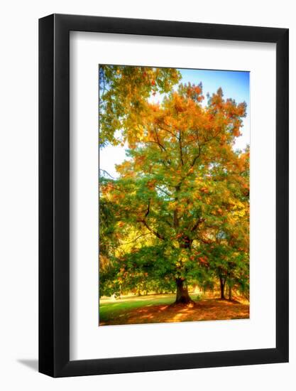 Oak in autumn-Philippe Sainte-Laudy-Framed Photographic Print