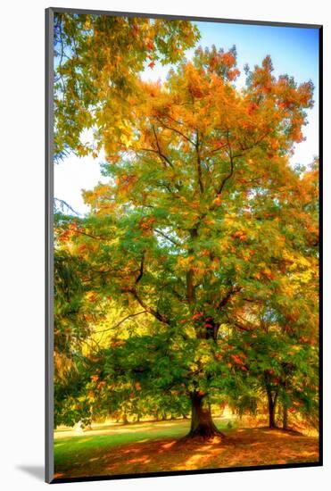 Oak in autumn-Philippe Sainte-Laudy-Mounted Photographic Print