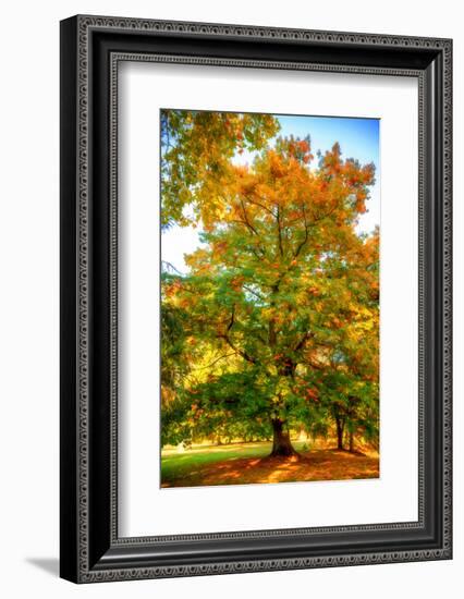 Oak in autumn-Philippe Sainte-Laudy-Framed Photographic Print