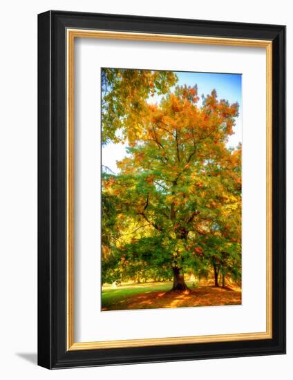 Oak in autumn-Philippe Sainte-Laudy-Framed Photographic Print