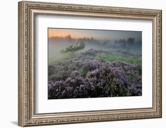 Oak in Heather at sunrise, Klein Schietveld, Belgium-Bernard Castelein-Framed Photographic Print