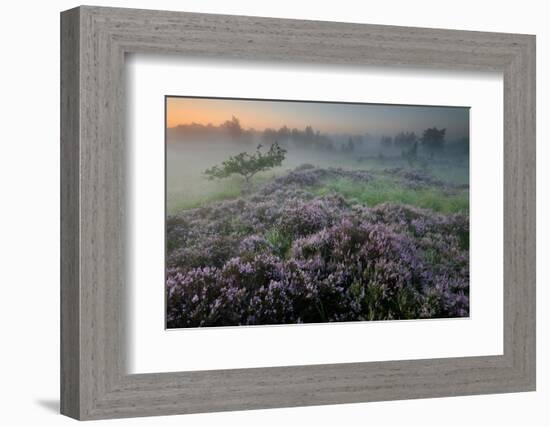 Oak in Heather at sunrise, Klein Schietveld, Belgium-Bernard Castelein-Framed Photographic Print