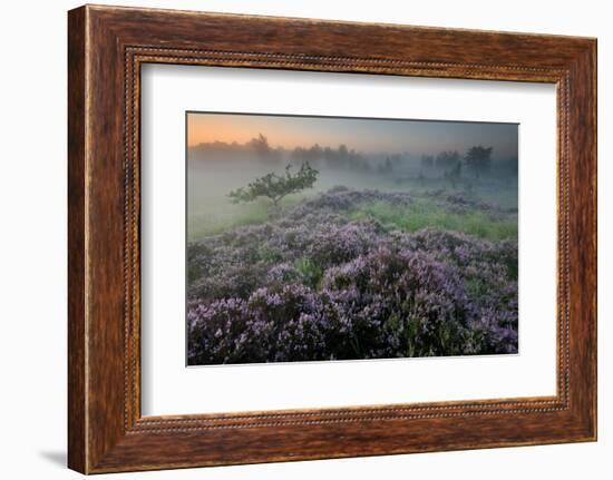 Oak in Heather at sunrise, Klein Schietveld, Belgium-Bernard Castelein-Framed Photographic Print