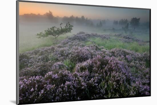 Oak in Heather at sunrise, Klein Schietveld, Belgium-Bernard Castelein-Mounted Photographic Print