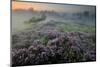 Oak in Heather at sunrise, Klein Schietveld, Belgium-Bernard Castelein-Mounted Photographic Print