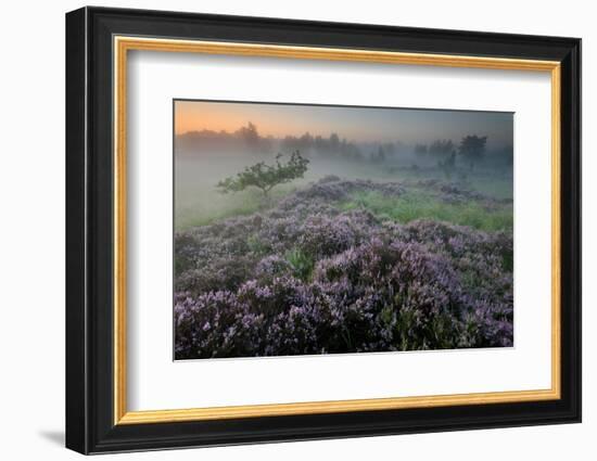 Oak in Heather at sunrise, Klein Schietveld, Belgium-Bernard Castelein-Framed Photographic Print