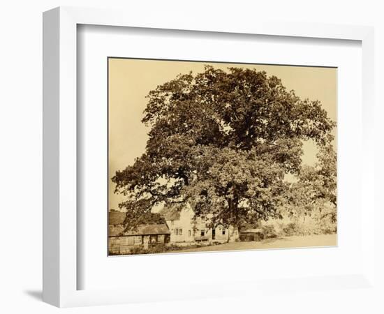 Oak in Summer-Edward Fox-Framed Photographic Print