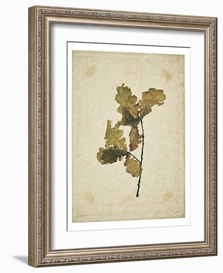 Oak leaf, many with stems on yellowed paper, beige-Axel Killian-Framed Photographic Print