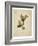 Oak leaf, many with stems on yellowed paper, beige-Axel Killian-Framed Photographic Print