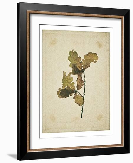 Oak leaf, many with stems on yellowed paper, beige-Axel Killian-Framed Photographic Print