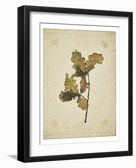Oak leaf, many with stems on yellowed paper, beige-Axel Killian-Framed Photographic Print