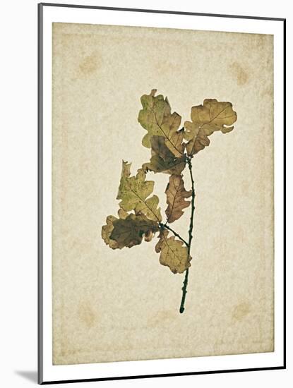 Oak leaf, many with stems on yellowed paper, beige-Axel Killian-Mounted Photographic Print