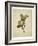 Oak leaf, many with stems on yellowed paper, beige-Axel Killian-Framed Photographic Print