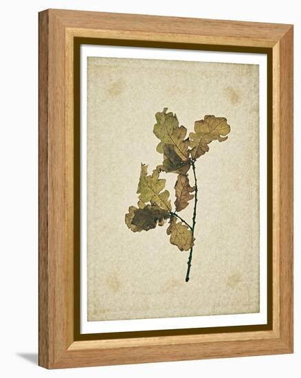 Oak leaf, many with stems on yellowed paper, beige-Axel Killian-Framed Premier Image Canvas