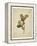 Oak leaf, many with stems on yellowed paper, beige-Axel Killian-Framed Premier Image Canvas