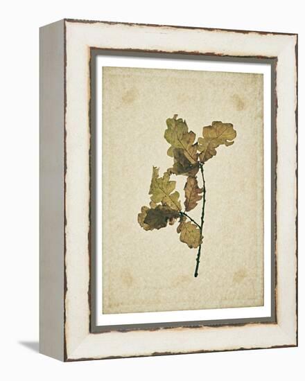 Oak leaf, many with stems on yellowed paper, beige-Axel Killian-Framed Premier Image Canvas