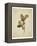 Oak leaf, many with stems on yellowed paper, beige-Axel Killian-Framed Premier Image Canvas