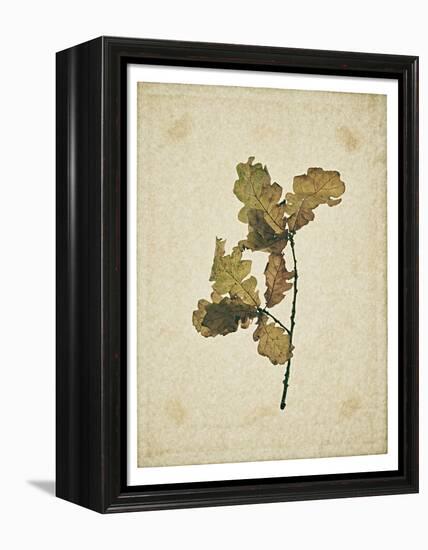 Oak leaf, many with stems on yellowed paper, beige-Axel Killian-Framed Premier Image Canvas