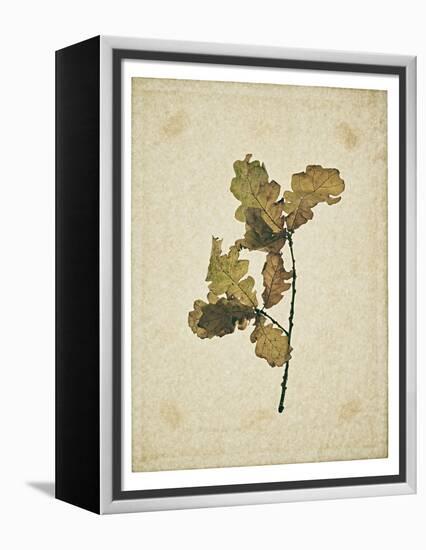 Oak leaf, many with stems on yellowed paper, beige-Axel Killian-Framed Premier Image Canvas