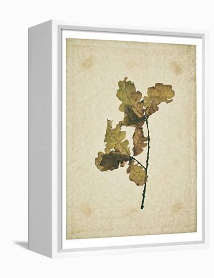Oak leaf, many with stems on yellowed paper, beige-Axel Killian-Framed Premier Image Canvas