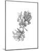 Oak Leaf Pencil Sketch II-Emma Caroline-Mounted Art Print