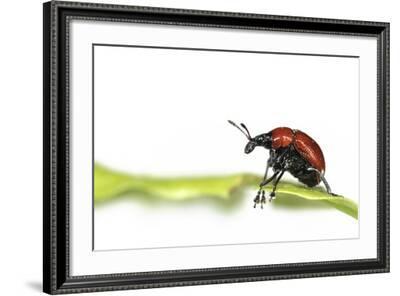 Oak Leaf Roller Beetle (Attelabus Nitens) Rolling Leaf, Gohrde, Germany,  May. (Sequence 1-7)' Photographic Print - Solvin Zankl | Art.com