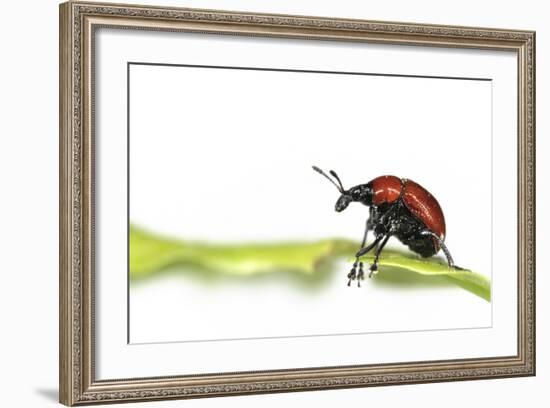 Oak Leaf Roller Beetle (Attelabus Nitens) Rolling Leaf, Gohrde, Germany, May. (Sequence 1-7)-Solvin Zankl-Framed Photographic Print