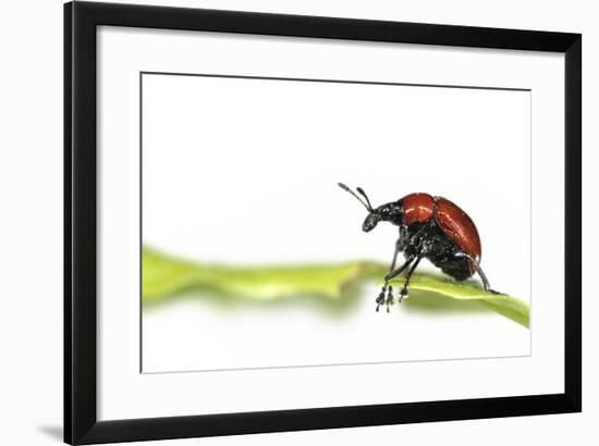 Oak Leaf Roller Beetle (Attelabus Nitens) Rolling Leaf, Gohrde, Germany, May. (Sequence 1-7)-Solvin Zankl-Framed Photographic Print