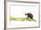 Oak Leaf Roller Beetle (Attelabus Nitens) Rolling Leaf, Gohrde, Germany, May. (Sequence 1-7)-Solvin Zankl-Framed Photographic Print