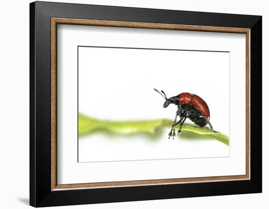 Oak Leaf Roller Beetle (Attelabus Nitens) Rolling Leaf, Gohrde, Germany, May. (Sequence 1-7)-Solvin Zankl-Framed Photographic Print