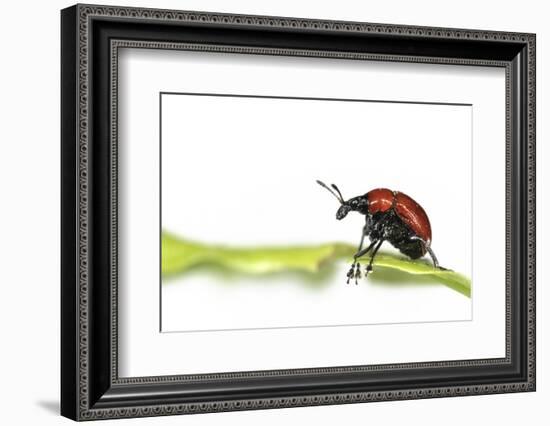 Oak Leaf Roller Beetle (Attelabus Nitens) Rolling Leaf, Gohrde, Germany, May. (Sequence 1-7)-Solvin Zankl-Framed Photographic Print