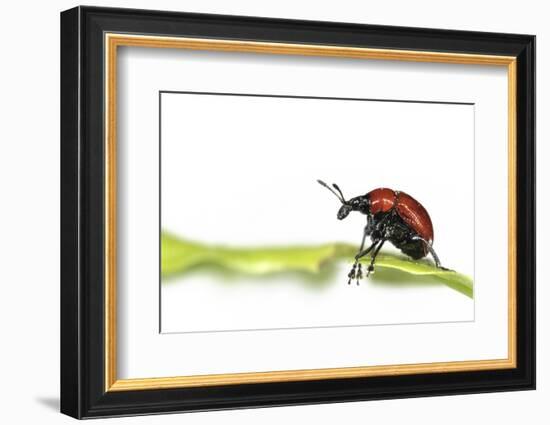 Oak Leaf Roller Beetle (Attelabus Nitens) Rolling Leaf, Gohrde, Germany, May. (Sequence 1-7)-Solvin Zankl-Framed Photographic Print