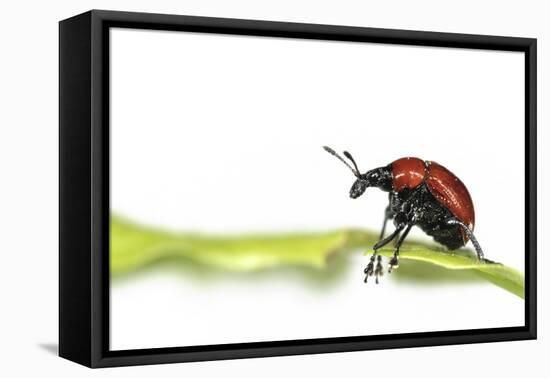 Oak Leaf Roller Beetle (Attelabus Nitens) Rolling Leaf, Gohrde, Germany, May. (Sequence 1-7)-Solvin Zankl-Framed Premier Image Canvas