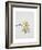 Oak Leaves, 2001-Rebecca John-Framed Giclee Print