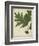 Oak Leaves and Acorns II-John Torrey-Framed Art Print