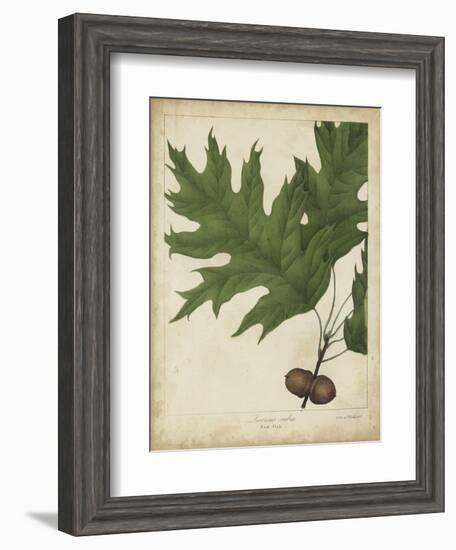 Oak Leaves and Acorns II-John Torrey-Framed Art Print