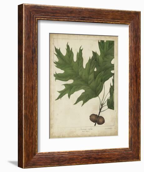 Oak Leaves and Acorns II-John Torrey-Framed Art Print