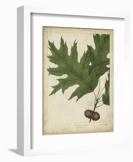 Oak Leaves and Acorns II-John Torrey-Framed Art Print