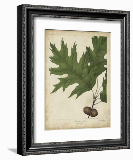 Oak Leaves and Acorns II-John Torrey-Framed Art Print