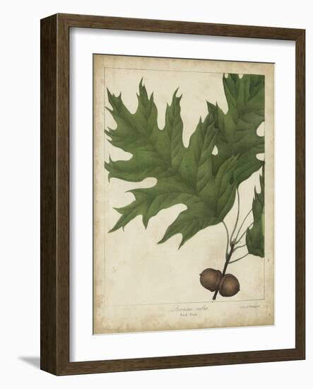 Oak Leaves and Acorns II-John Torrey-Framed Art Print