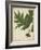 Oak Leaves and Acorns II-John Torrey-Framed Art Print